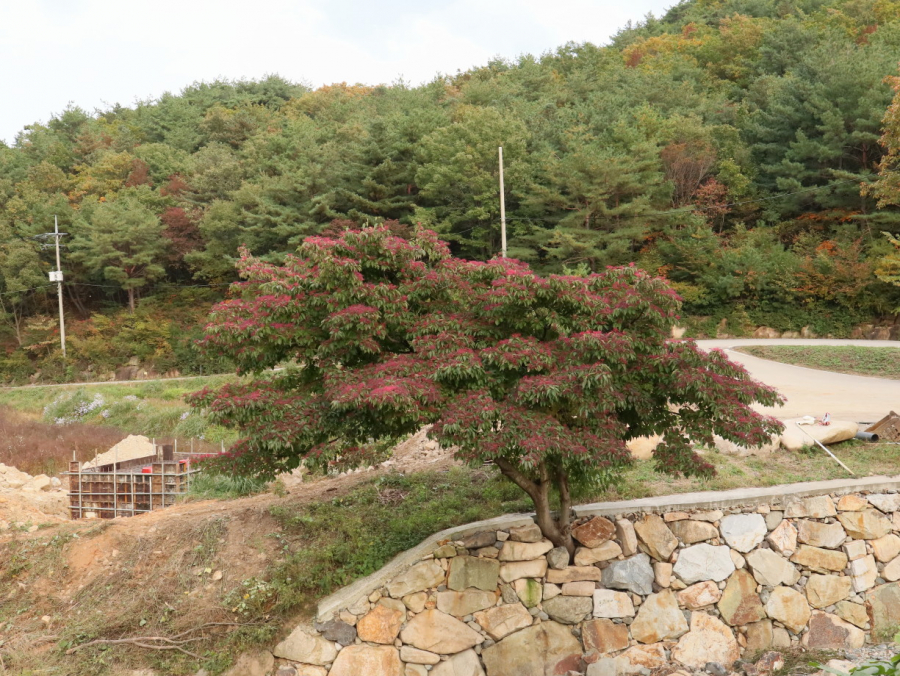 멀리 있어서 확인 못한 나무열매