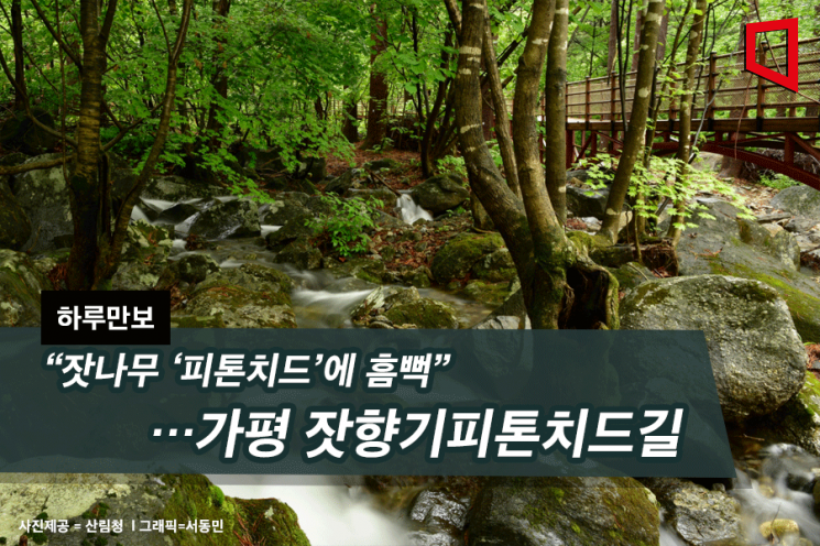 잣나무